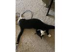 Adopt Bau a Black & White or Tuxedo American Shorthair / Mixed (short coat) cat