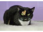 Adopt Callie a Black (Mostly) Domestic Shorthair (short coat) cat in Grayslake