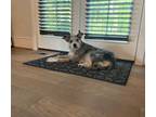 Adopt Gryphon a Tan/Yellow/Fawn - with Black Catahoula Leopard Dog / Terrier