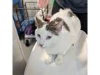 Adopt Isaac B.B. W/ Ivan a Domestic Shorthair / Mixed cat in Des Moines