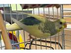Adopt Dr. Welli a Budgie bird in Norman, OK (41452418)