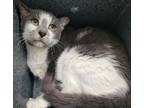 Adopt Presley a Domestic Shorthair / Mixed (short coat) cat in Staten Island