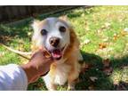 Adopt BUDDY a Tan/Yellow/Fawn - with White American Eskimo Dog / Pomeranian /