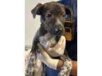 Adopt Peaches a Blue Heeler / Pit Bull Terrier / Mixed dog in Pomona