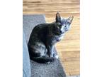 Adopt Penny a Gray or Blue (Mostly) Domestic Shorthair / Mixed (short coat) cat