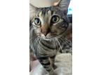 Adopt Safari a Brown Tabby Domestic Mediumhair / Mixed (short coat) cat in