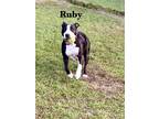 Adopt Ruby Sky a Black - with White Mixed Breed (Medium) / Mixed dog in