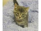 Adopt Mickey (+Goofy) a Gray or Blue (Mostly) Domestic Shorthair / Mixed (short