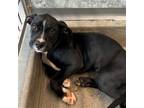 Adopt Max a Mixed Breed (Medium) / Mixed dog in Rancho Santa Fe, CA (41299102)