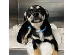 Adopt Duncan a Mixed Breed (Medium) / Mixed dog in Rancho Santa Fe