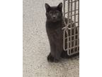 Adopt Monti a Gray or Blue Domestic Shorthair (short coat) cat in Yorkville