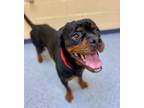 Adopt Eloise a Black Rottweiler / Mixed dog in Westland, MI (41369590)