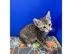 Adopt Robby a Brown or Chocolate Domestic Shorthair / Domestic Shorthair / Mixed
