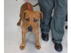 Adopt Rusty a Brown/Chocolate Mixed Breed (Large) / Mixed dog in Cleveland