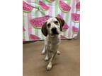 Adopt Shamrock a White Hound (Unknown Type) / Mixed dog in Anderson