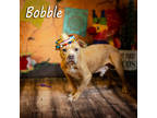 Adopt Bobble* a Tan/Yellow/Fawn Mixed Breed (Medium) / Mixed Breed (Medium) /