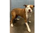 Adopt Takkiya a Brown/Chocolate American Pit Bull Terrier / Mixed dog in