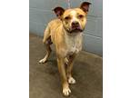Adopt Scenery a Tan/Yellow/Fawn American Pit Bull Terrier / Mixed dog in