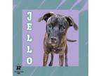 Adopt Jello a Black Mixed Breed (Medium) / Mixed Breed (Medium) / Mixed (short