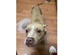 Adopt Porkchop a Tan/Yellow/Fawn American Pit Bull Terrier / Mixed dog in Baton