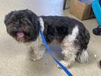 Adopt Roscoe a Black Lhasa Apso / Mixed Breed (Medium) / Mixed (short coat) dog