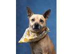 Adopt Boxer a Brown/Chocolate Mixed Breed (Small) / Mixed dog in Atlanta
