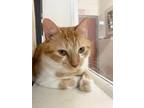 Adopt Malik (Misfit) (Cocoa Adoption Center) a Orange or Red Domestic Shorthair