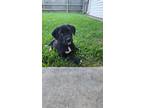 Adopt Tyson a Black - with White Mixed Breed (Large) / Mixed dog in Baton Rouge
