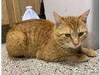 Adopt Gold Bond a Orange or Red Tabby Domestic Shorthair (short coat) cat in