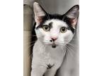 Adopt Marshall a White Domestic Shorthair / Domestic Shorthair / Mixed cat in