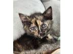 Adopt Sylvie a All Black Domestic Shorthair / Domestic Shorthair / Mixed cat in