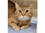 Adopt Gary a Orange or Red Domestic Mediumhair / Domestic Shorthair / Mixed cat