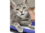 Adopt Tinker a Gray or Blue Domestic Shorthair / Domestic Shorthair / Mixed cat