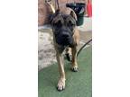 Adopt Odin a Brown/Chocolate Cane Corso / Mixed dog in Valley View