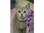 Adopt Bapa 52332 a Gray or Blue Domestic Shorthair / Domestic Shorthair / Mixed