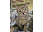 Adopt Kupo 52982 a Brown or Chocolate Domestic Shorthair / Domestic Shorthair /