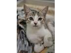 Adopt Mog 52984 a White Domestic Shorthair / Domestic Shorthair / Mixed cat in