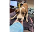 Adopt Bailey a Tan/Yellow/Fawn Labrador Retriever / Mixed Breed (Medium) / Mixed