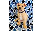 Adopt Grover a Tan/Yellow/Fawn Mixed Breed (Medium) / Mixed dog in Hornell