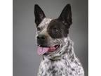 Adopt Lydia a Australian Cattle Dog / Mixed dog in Houston, TX (41452351)