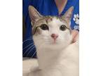 Adopt Oliver a Domestic Shorthair / Mixed cat in Houston, TX (41452350)