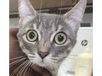 Adopt Penelope a Domestic Shorthair / Mixed (medium coat) cat in Houston