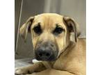 Adopt Monarco a German Shepherd Dog / Mixed dog in Houston, TX (41452342)