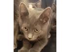 Adopt Ryder a Domestic Shorthair / Mixed cat in Houston, TX (41452335)
