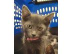 Adopt Ryan a Domestic Shorthair / Mixed cat in Houston, TX (41452334)