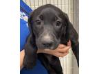 Adopt Tinkerbell a Labrador Retriever / Mixed dog in Houston, TX (41452332)