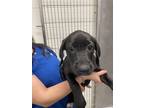 Adopt Silvermist a Labrador Retriever / Mixed dog in Houston, TX (41452331)