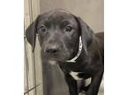 Adopt Iridessa a Labrador Retriever / Mixed dog in Houston, TX (41452329)