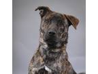 Adopt Mac a Shepherd (Unknown Type) / Mixed dog in Houston, TX (41452327)