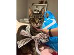 Adopt Kayla a Brown Tabby Tabby / Mixed (medium coat) cat in Northglenn